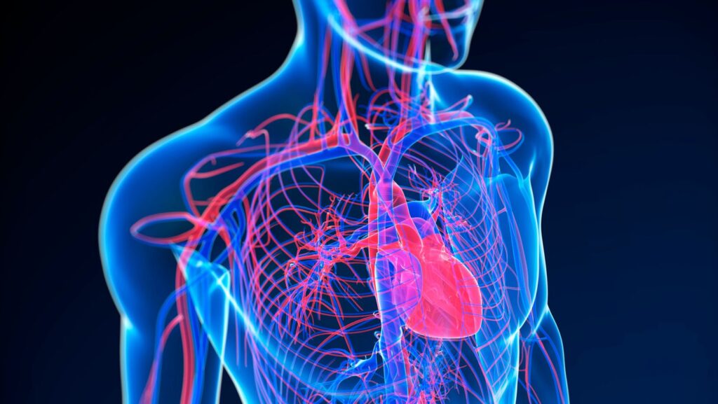 match each phrase to the cardiovascular system function it describes.